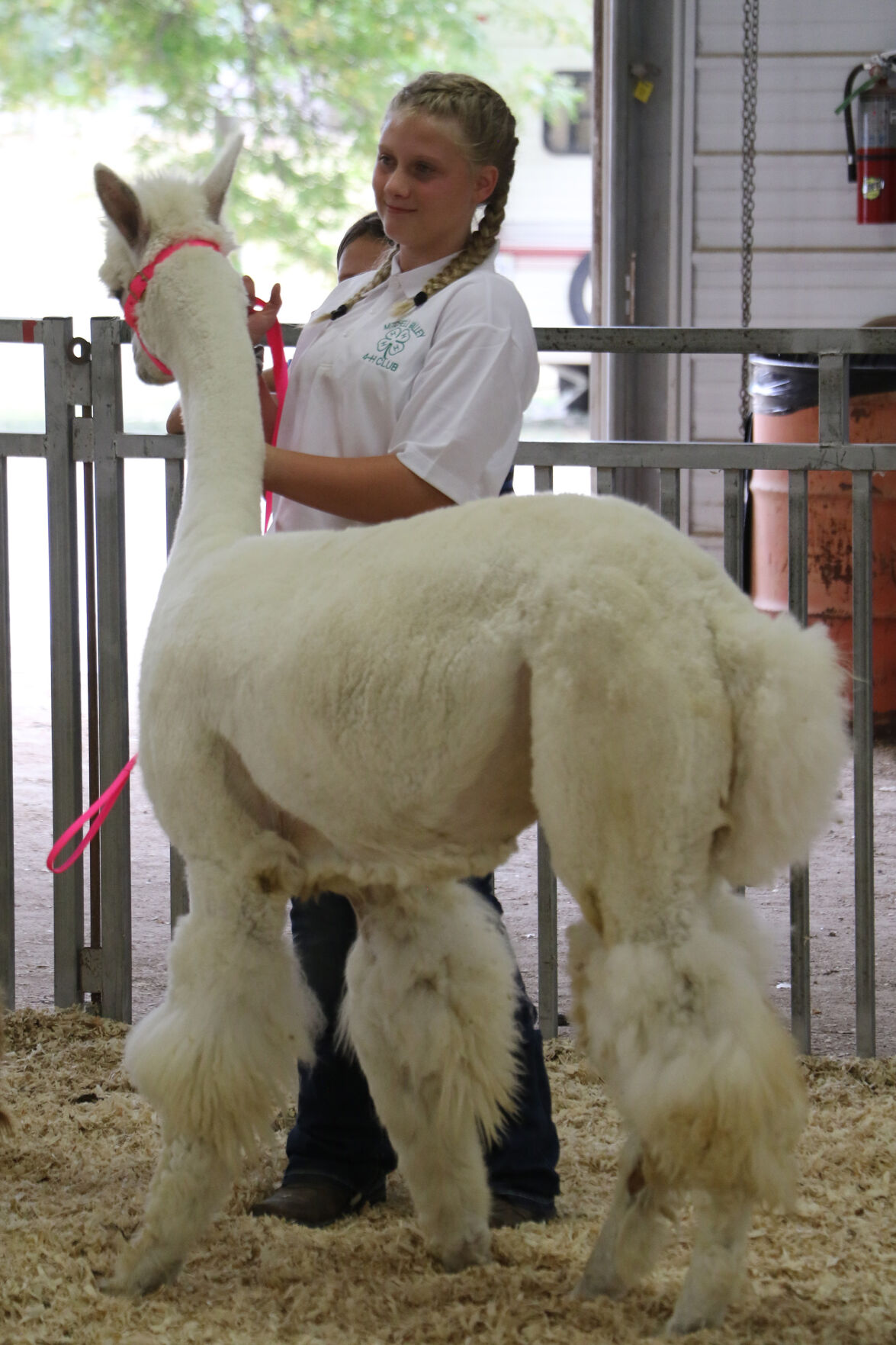 PHOTOS: Fiber Animal Show